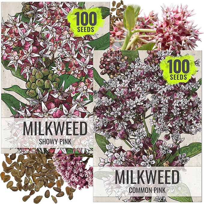 Seed Needs Milkweed Seeds for Planting Showy Pink/Common Pink Asclepias Flowers - Heirloom Wildflowers to Attract Monarch Butterflies to a Butterfly Garden