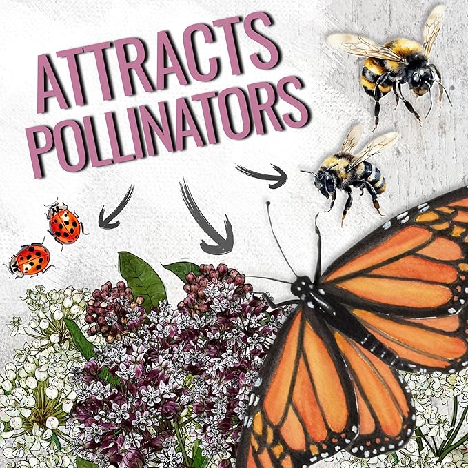 Seed Needs Milkweed Seeds for Planting Common Pink/Swamp White Asclepias Flowers - Heirloom Wildflowers to Attract Monarch Butterflies to a Butterfly Garden