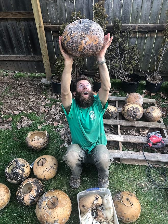 Bushel Basket Gourd Seeds (Lagenaria siceraria) 10 Seeds (3 g) - Huge Gourds for Crafts by Smoke Camp Crafts