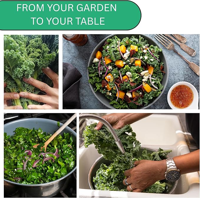 Woods Creek Seeds: Red Russian Kale Seeds for Planting - Over 480 Heirloom Non-GMO Kale Seeds for Planting Outdoors, Indoors or for Hydroponic Gardening - Ideal for Vegetable Gardening at Home