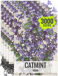 Seed Needs Catmint Seeds for Planting an Indoor/Outdoor Herb Garden - Non-GMO Heirloom & Untreated Herbal Plants - Great for Cats Nepeta mussinii (5 Packs)