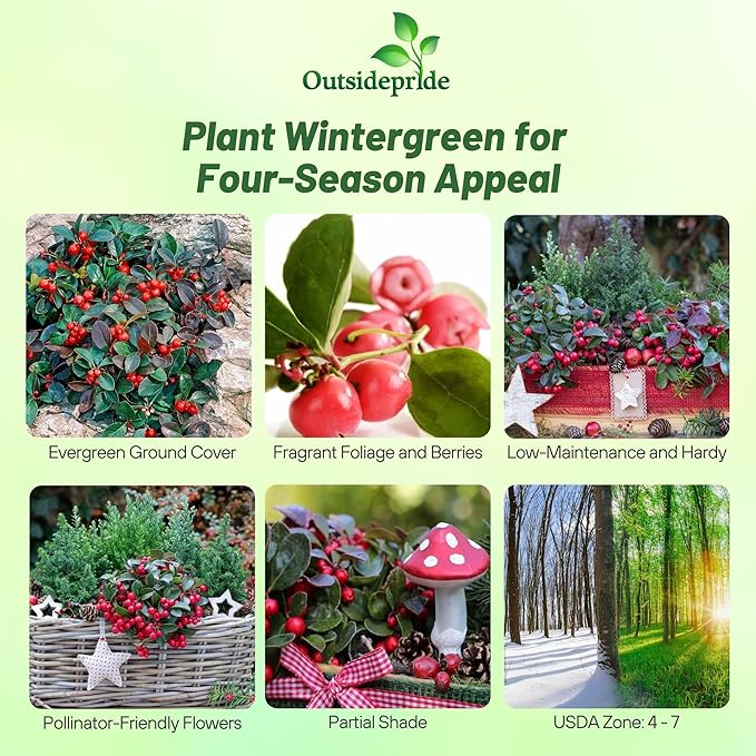 Outsidepride Wintergreen Seeds - 1000 Pcs. Perennial, Cold-Tolerant & Low Maintenance, Ground Cover Seeds for Planting Sweet, White Bell-Shaped Blooms for Versatile Uses & Pollinator Gardens