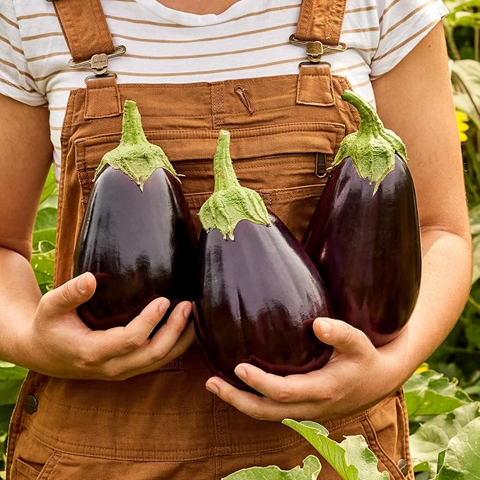 Burpee Heirloom Black Beauty Eggplant Seeds - Classic Large Globe Fruit
