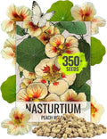 Seed Needs Nasturtium Seeds Peach Melba Variety | 350+ Seeds Tropaeolum Nanum Annual Flower Seed | Edible Flowers Peach Multicolored Blooms | Bulk Nasturtiums Flowering Seed Garden Favorite
