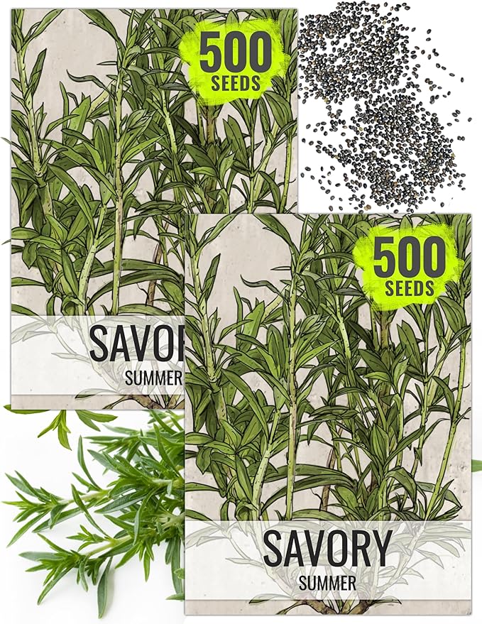 Seed Needs Summer Savory Seeds for Planting Herbs - Non-GMO Heirloom & Untreated Annual Herb Seed to Plant a Culinary Kitchen Garden Indoors or Outdoors (2 Packs)