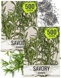 Seed Needs Summer Savory Seeds for Planting Herbs - Non-GMO Heirloom & Untreated Annual Herb Seed to Plant a Culinary Kitchen Garden Indoors or Outdoors (2 Packs)