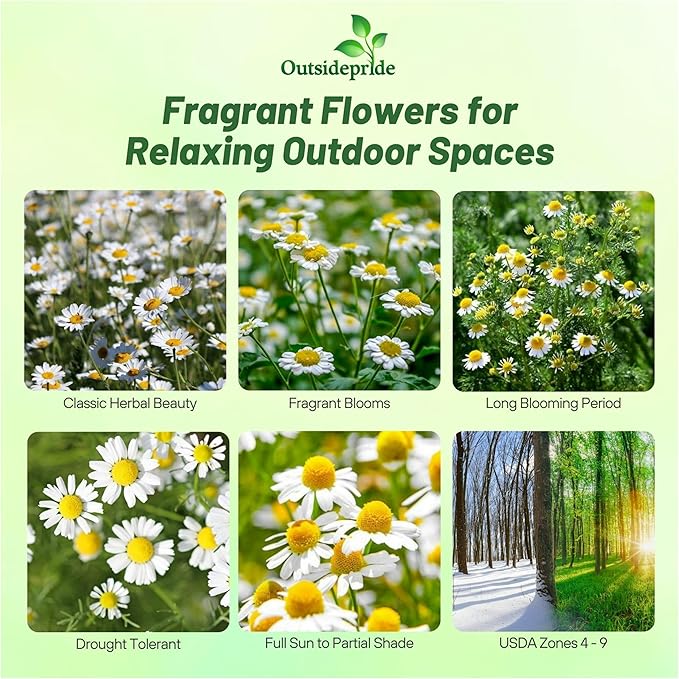 Outsidepride Roman Chamomile Seeds - 50000 Pcs Perennial, Drought Tolerant, Self-Seeding & Versatile, Herb Seeds for Planting Sweet Scented Daisy-Like Blooms, Ideal for Slopes & Pollinator Gardens