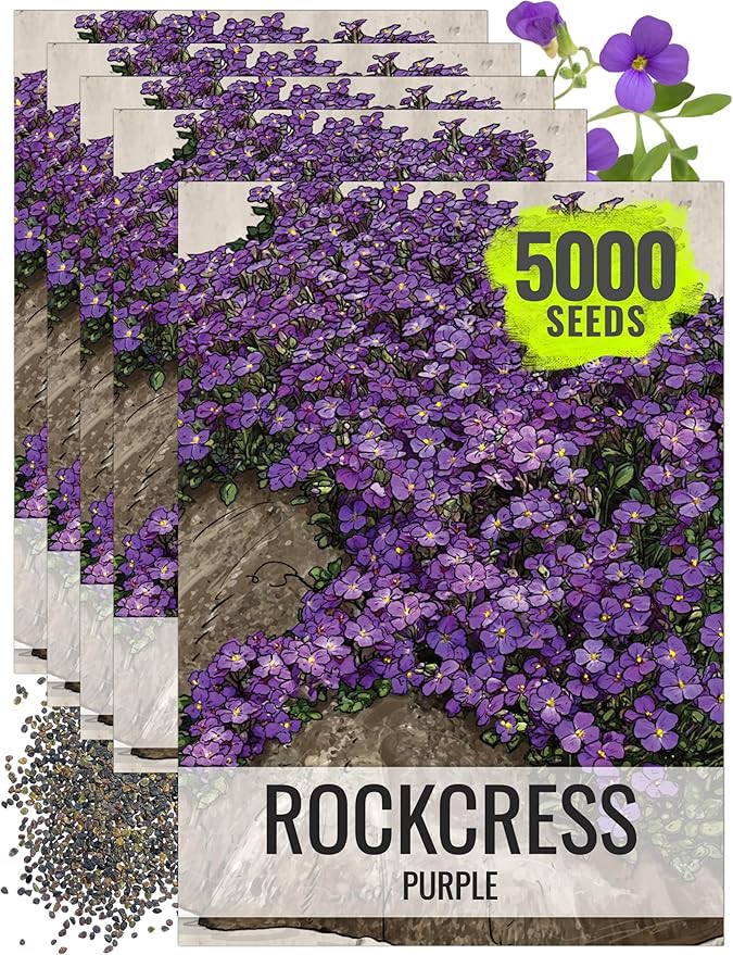 Seed Needs Purple Rockcress Seeds for Planting - Heirloom & Open Pollinated Perennial Flower Great for Rock Gardens, Groundcover, Attracts Pollinators (5 Packs)
