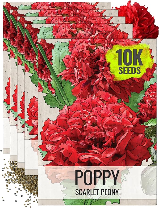 Seed Needs Scarlet Peony Poppy Seeds for Planting - Heirloom & Open Pollinated Annual Flowers - Red Ruffled Blooms to Attract Butterflies to the Garden (5 Packs)