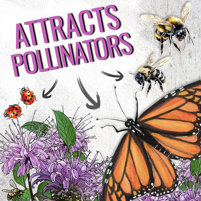 Seed Needs Bee Balm Seeds for Planting Wild Bergamot - Heirloom & Open Pollinated Perennial Flowers to Grow a Butterfly Garden to Attract Bees, Butterflies & Other Pollinators (2 Packs)