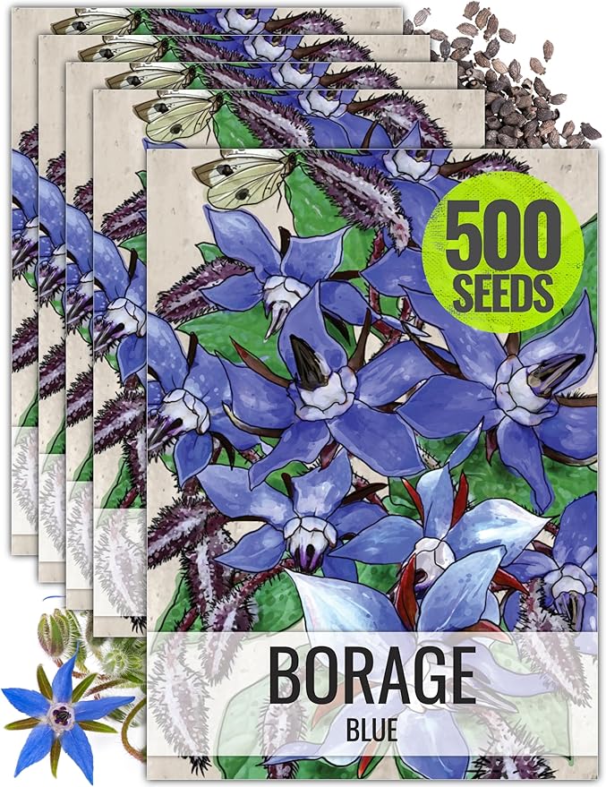 Seed Needs Borage Seeds for Planting Blue Star Flowers - Heirloom Non-GMO & Untreated - Plant a Home Grown Flowering Herb Garden Attract Bees, Butterflies & Other Pollinators (5 Packs)