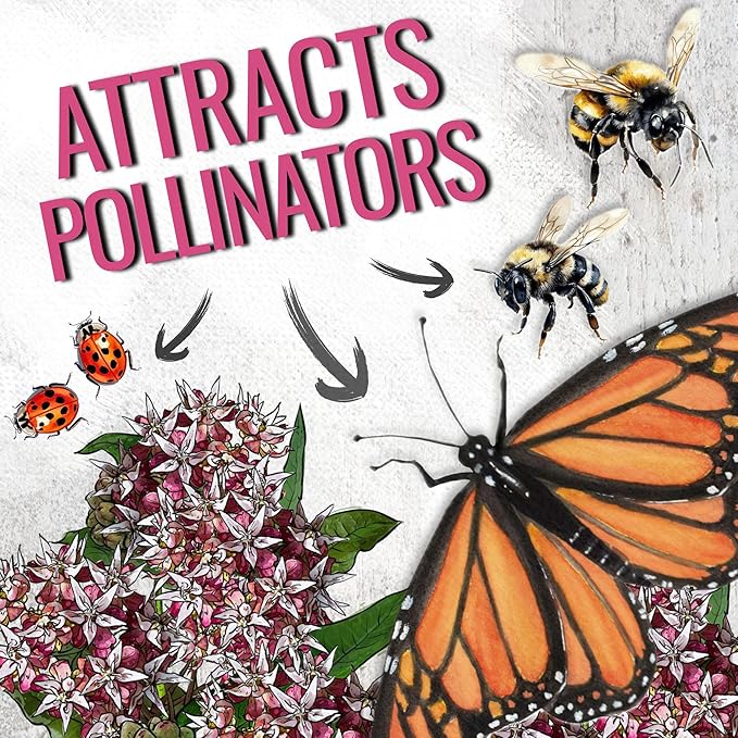 Seed Needs Showy Milkweed Seeds for Planting - Untreated & Open Pollinated, Attracts Monarch Butterflies in a Butterfly Garden (2 Packs)