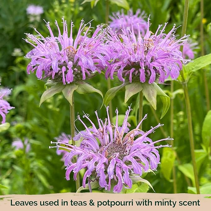 KVITER 2,000 Wild Bergamot Seeds for Planting (Monarda fistulosa), 2 Pack – Bee Balm Native Wildflower, Pollinator Magnet, Organic & Non GMO – Flower Seeds to Plant Outside in Flower/Herb Garden