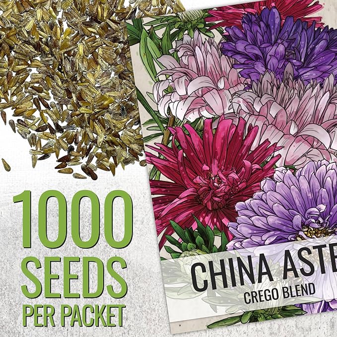 Seed Needs Crego China Aster Seeds for Planting - Heirloom & Untreated - Grow a Butterfly Garden with a Mixture of Colorful Cut Flowers to Pair with Zinnias (5 Packs)