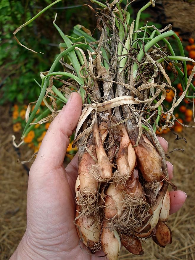 Bonnie Plants Sweet Jumbo Onion, Live Plant, Onion Set, Long-Day Variety Ideal for Raised Beds and In-Ground Gardens, 4-Pack
