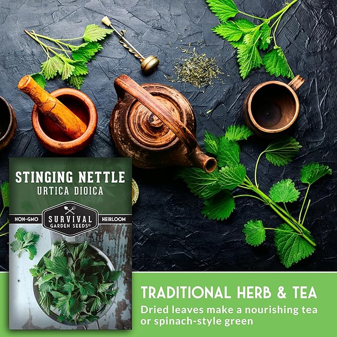 Stinging Nettle Seeds for Planting - Urtica Dioica Medicinal Herb & Edible Perennial - Common Nettle for Tea, Cooking & Wellness - Heirloom Non-GMO - Survival Garden Seeds (1 Pack)