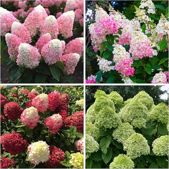 200+ Mix Panicle Hydrangea Seeds Perennial Hydrangea Seeds for Planting Flowers Bush Plants Non-GMO Heirloom Plant Wedding Outdoor Garden