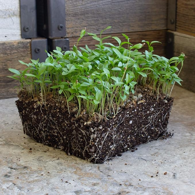 Parsley Seeds - Plain or Single - 0.25 Oz ~375 Seeds - Petroselinum crispum - Culinary Herb Gardening & Microgreens Seeds - Non-GMO, Heirloom, Open Pollinated, Annual