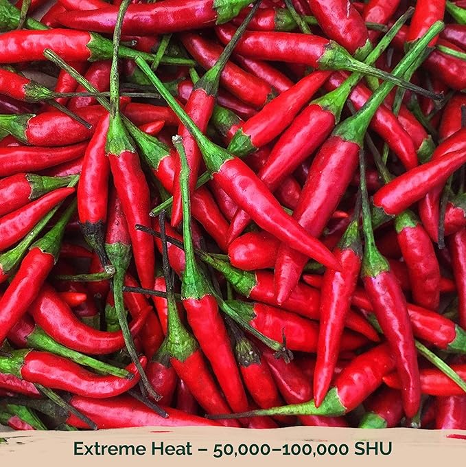KVITER 75 Birds Eye Chili Pepper Seeds for Planting (Capsicum Annuum) — Thai Chili Red Pepper, Extra‑Hot 50K-100K SHU, High‑Yield Bush — Heirloom & Organic Vegetable Seeds for Outdoor & Indoor Garden
