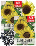 Seed Needs Sunflower Seeds for Planting Lemon Queen Sunflowers - Heirloom & Open Pollinated Flower Seed to Plant & Grow an Outdoor Home Grown Butterfly Garden (2 Packs)
