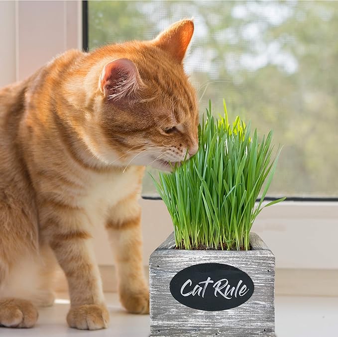 Cali Kiwi Pros Cat Grass for Indoor Cats Kit – Best Value Organic Seed & Soil for 3 Growing Cycles, Natural Hairball Remedy & Cat Gifts (White Wash)