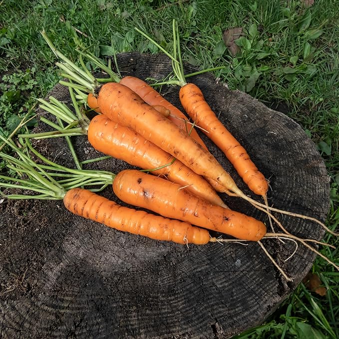TKE Farms & Gardens - Imperator 58 Carrot Seeds for Planting, 1000+ Heirloom Non-GMO Vegetable Variety, Raised Bed Friendly, Instructions Included