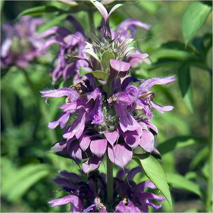 Seed Needs, Bee Balm Seed Packet Collection (3 Individual Varieties of Seed for Planting) Non-GMO & Untreated