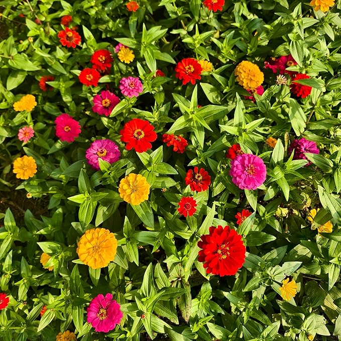 Mixrug Zinnia Seeds for Planting, 300pcs Double Petaled Zinnia Seeds Non-GMO Heirloom Rare Colorful Flower Plants, Open Pollinated Beauty Home Garden Flowers for Outdoors
