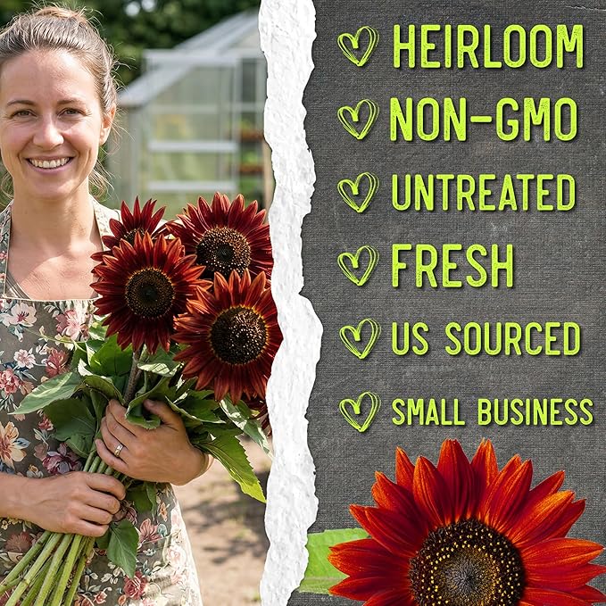Seed Needs Sunflower Seeds for Planting Red Sun Sunflowers - Heirloom & Open Pollinated Annual Flowering Plants to Grow a Butterfly Garden to Attract Pollinators (2 Packs)