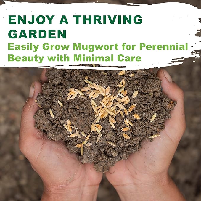TKE Farms & Gardens - Mugwort Seeds for Planting, 500 mg Packet, 4000+ Non-GMO Heirloom Herb Seeds, Fast-Growing Perennial Herb, Includes Easy Planting Instructions