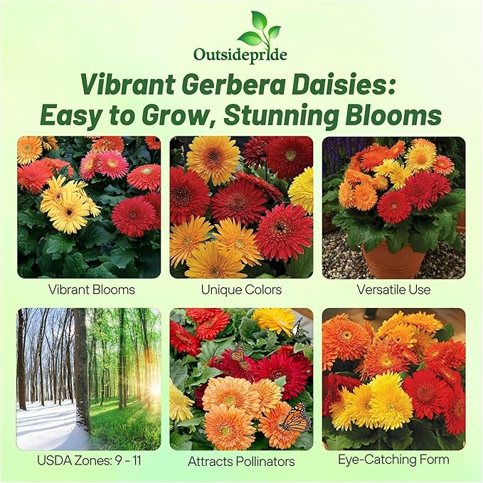 Outsidepride Autumn Colors Mix Gerbera Seeds - 20 Pcs Perennial, Compact & Low Maintenance, Flower Seeds for Planting w/Vibrant Mixed Blooms, Ideal for Garden Landscaping & Cut Flower Arrangements