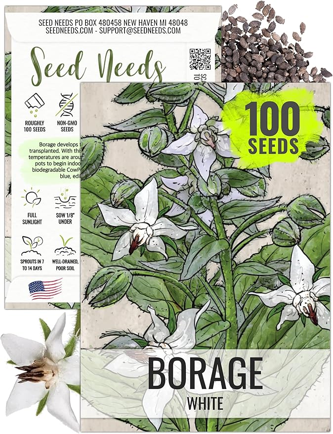 Seed Needs Borage Seeds for Planting White Borago officinalis Starflower - Non-GMO Heirloom & Untreated Herb Seed to Plant and Grow an Outdoor Home Grown Garden (1 Pack)