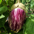 Listada De Gandia Eggplant - 50 Seeds - Heirloom & Open-Pollinated Variety, Non-GMO Vegetable Seeds for Planting Indoors or Outdoors in Containers or The Home Garden, Thresh Seed Company