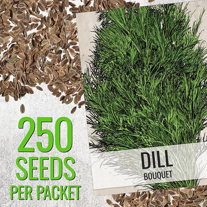 Seed Needs Dill Seeds for Planting Bouquet Herbs - Non-GMO Heirloom & Untreated Herb Seed to Plant a Home Grown Indoor/Outdoor Garden (2 Packs)