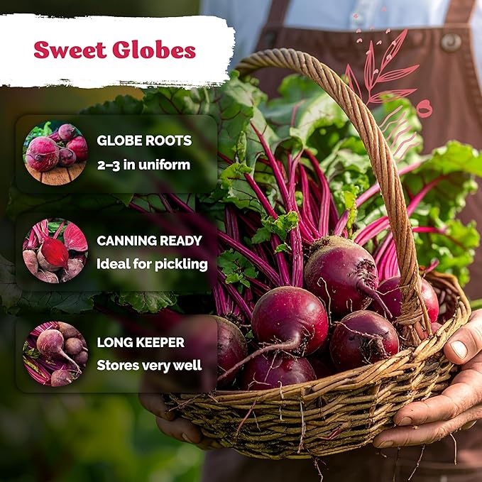 KVITER 600 Detroit Dark Red Beet Seeds (Beta vulgaris) - Known As Beet Root, Tender & Sweet 2-3" Red Beets - Non Gmo & Heirloom Vegetable Seeds For Planting Outdoors in Garden, Raised Beds, Containers