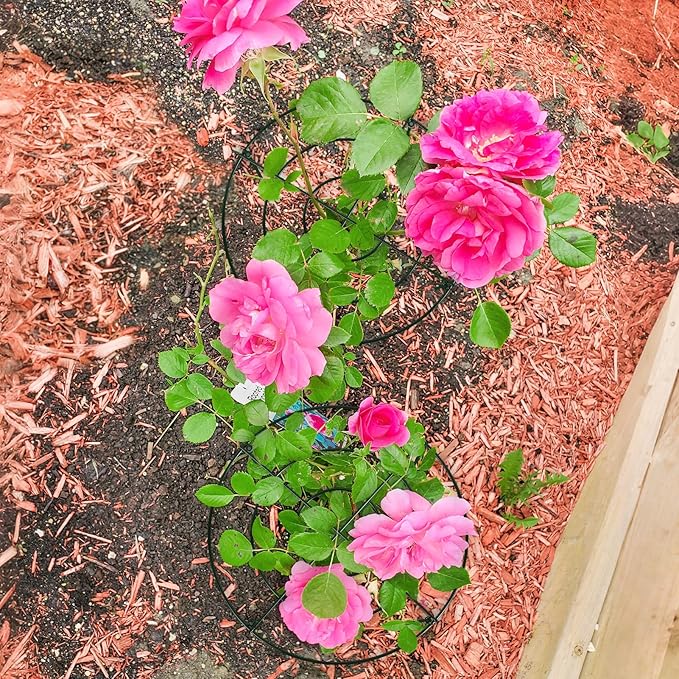 8PCS 11.8" D x 19.7" H Peony Cages and Supports, Peony Cage, Peony Support, Heavy Duty Metal Plant Supports for Outdoor Plants for Peony, Hydrangea, Rose and Other Tall Flowering Plants