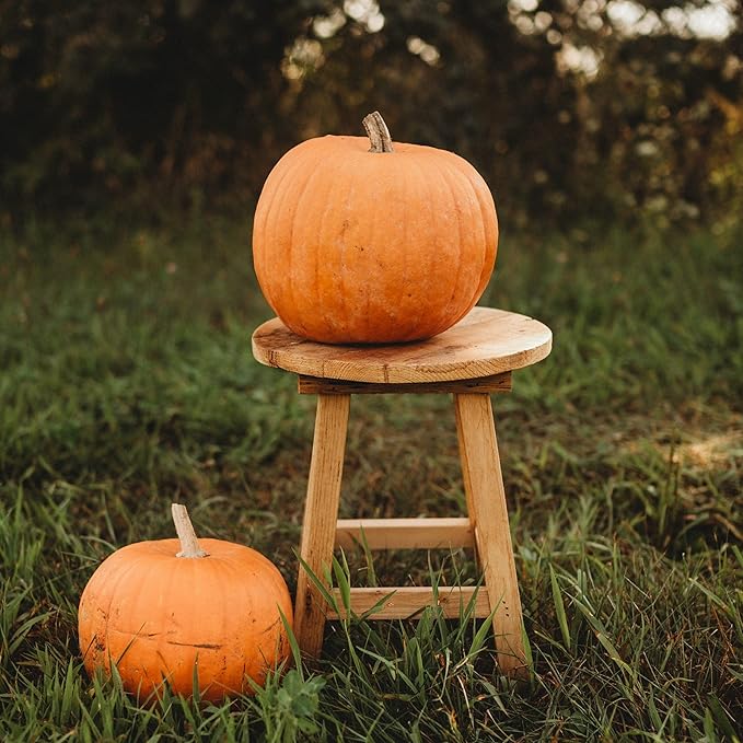 Montana Jack Pumpkin - 25 Seeds - Short Season Pumpkin Variety, Non-GMO Heirloom Pumpkin Seeds for Planting in The Home Garden, Thresh Seed Company