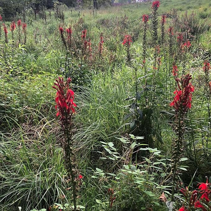Cardinal Flower Seeds (Lobelia cardinalis) 1000 Seeds (0.1 Grams) - Scarlet Lobelia, Great Lobelia, Red Lobelia Bulk Seeds by Smoke Camp Crafts
