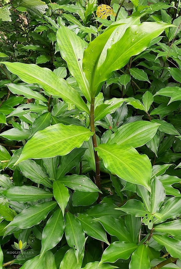 100pcs Insulin Plant Seeds, Green Medicinal Herb for Planting, Easy-to-Grow Outdoor & Home Garden Seeds, Natural Wellness, Ayurvedic Herb for Blood Sugar Control, Organic Herbal Plant Seeds