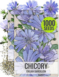 Seed Needs Chicory Seeds for Planting Cichorium intybus - Heirloom & Open Pollinated Wildflowers to Grow a Butterfly Garden that Attracts Butterflies, Bees & Other Pollinators (2 Packs)
