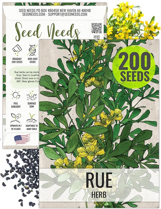Seed Needs Rue Seeds for Planting - Non-GMO Heirloom & Untreated Perennial Herb Seed to Plant a Home Grown Medicinal Garden Indoors or Outdoors (1 Pack)