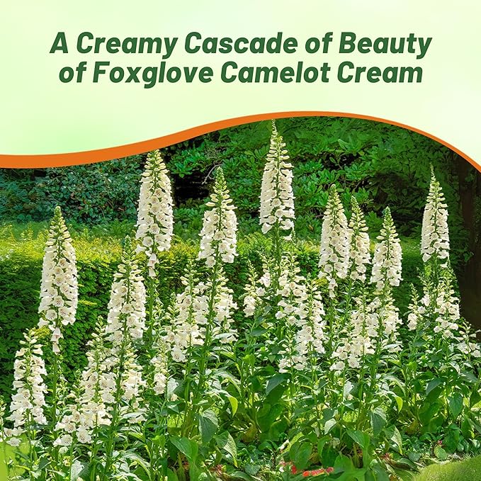Outsidepride Digitalis Purpurea Camelot Cream Foxglove Seeds – 50 Pcs Biennial, Prolific, Tall Growing Flower Seeds with Pollinator-Friendly Blooms for Shaded Gardens & Outdoor Landscapes