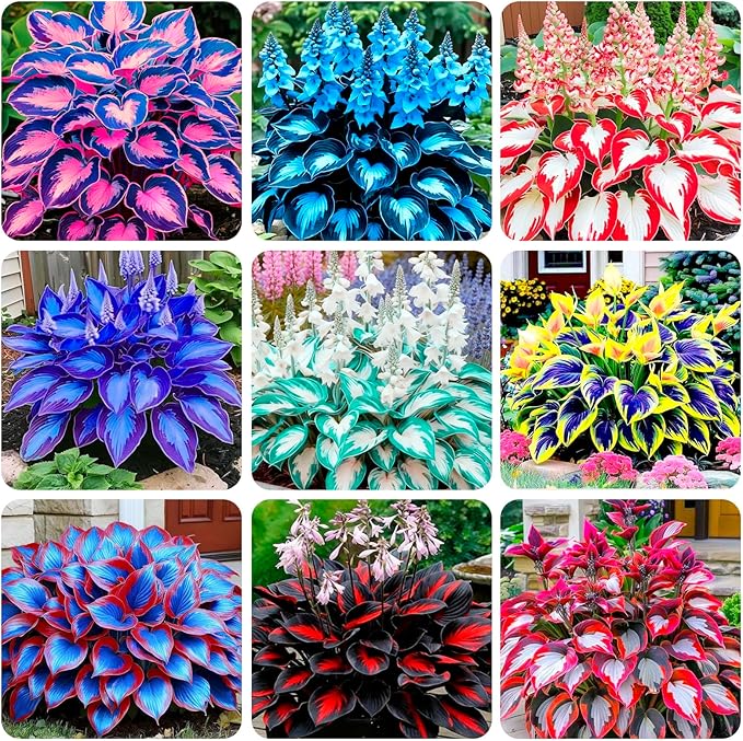 340+ USA PERMIUM Giant Hosta Flower Seed for Planting Outdoors-Non GMO Heirloom Shade Garden Flowers Open Pollinated