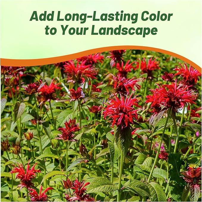 Outsidepride Scarlet Bee Balm Seeds - 250 Pcs Perennial, Easy to Grow & Pollinator Friendly Monarda Didyma Flower Seeds for Planting Mint Scented Leaves & Edible Blooms, Ideal for Teas & Potpourri