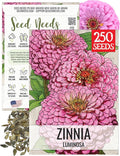 Seed Needs Luminosa Pink Zinnia Seeds for Planting - Heirloom & Open Pollinated Annual Cut Flowers - Grow a Butterfly Garden to Attract Pollinators (1 Pack)