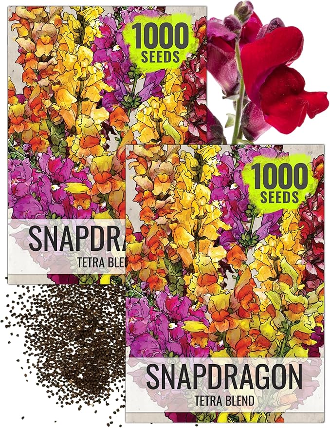 Seed Needs, Mixed Tetra Snapdragon Seeds - 1,000 Heirloom Seeds for Planting Antirrhinum majus - Annual Flowers to Attract Butterflies, Bumblebees, Honeybees & Other Pollinators (2 Packs)