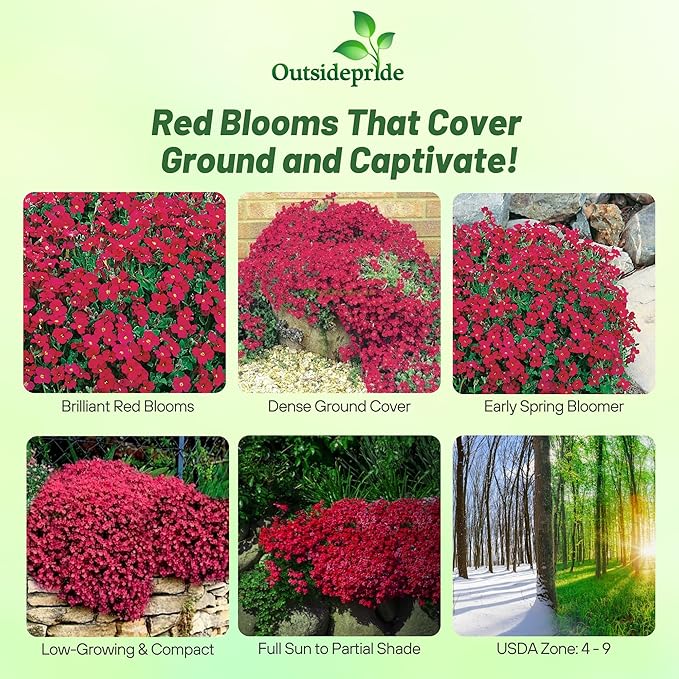 Outsidepride Cascade Red Aubrieta Rock Cress Seeds - 2000 Pcs Perennial Flower Seeds, Easy to Grow, Low Maintenance, Cascading & Low Growing, for Baskets, Rock Walls, or Ground Covers