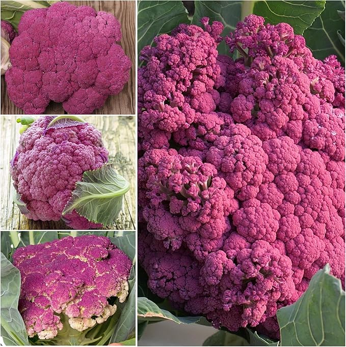 Seed Needs, Purple Sicily Cauliflower Seeds - 100 Heirloom Seeds for Planting Brassica oleracea botrytis - Non-GMO & Untreated for an Outdoor Garden (5 Packs)