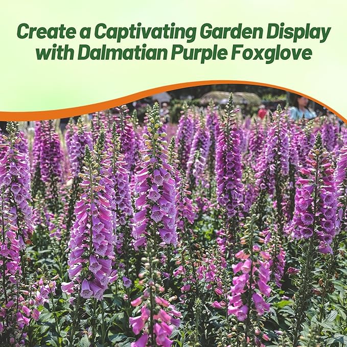 Outsidepride Digitalis Purpurea Dalmatian Purple Foxglove Seeds – 50 Pcs Perennial, Prolific, Tall Growing Flower Seeds with Pollinator-Friendly Blooms for Shaded Gardens & Outdoor Landscapes