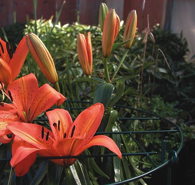 Luster Leaf (971) 12” Round Grow Through Grid w/ 18” legs